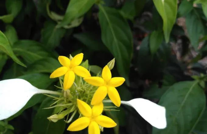  农村地方|农村人管它叫“白纸扇”，常于山林见，根茎有极高价值可用入药！