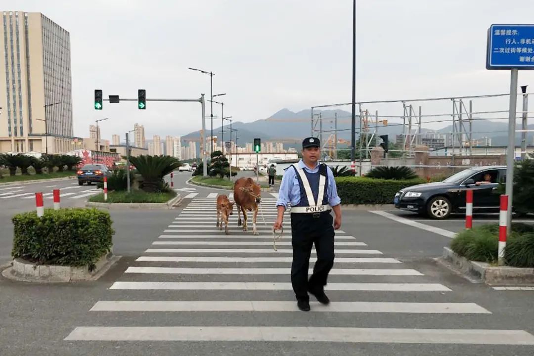  气象北路|宁海街头惊现5头“牛魔王”，巡逻特警这般操作..........