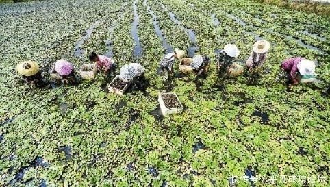 难以|印度人把它从中国带走并大面积种植,还吃上了瘾,中国人难以理解
