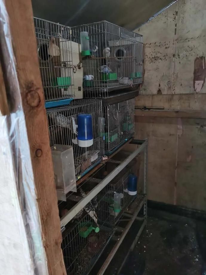 出售珍贵|39只鸟,这8人摊上大事了!