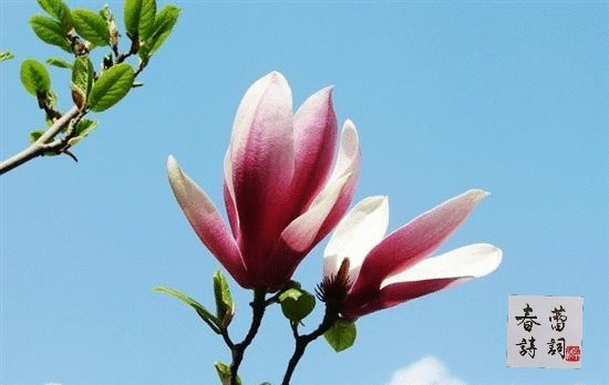  天地|春蕾诗词第四二期《茶》溪云山雨一杯中，能演沉浮天地同。