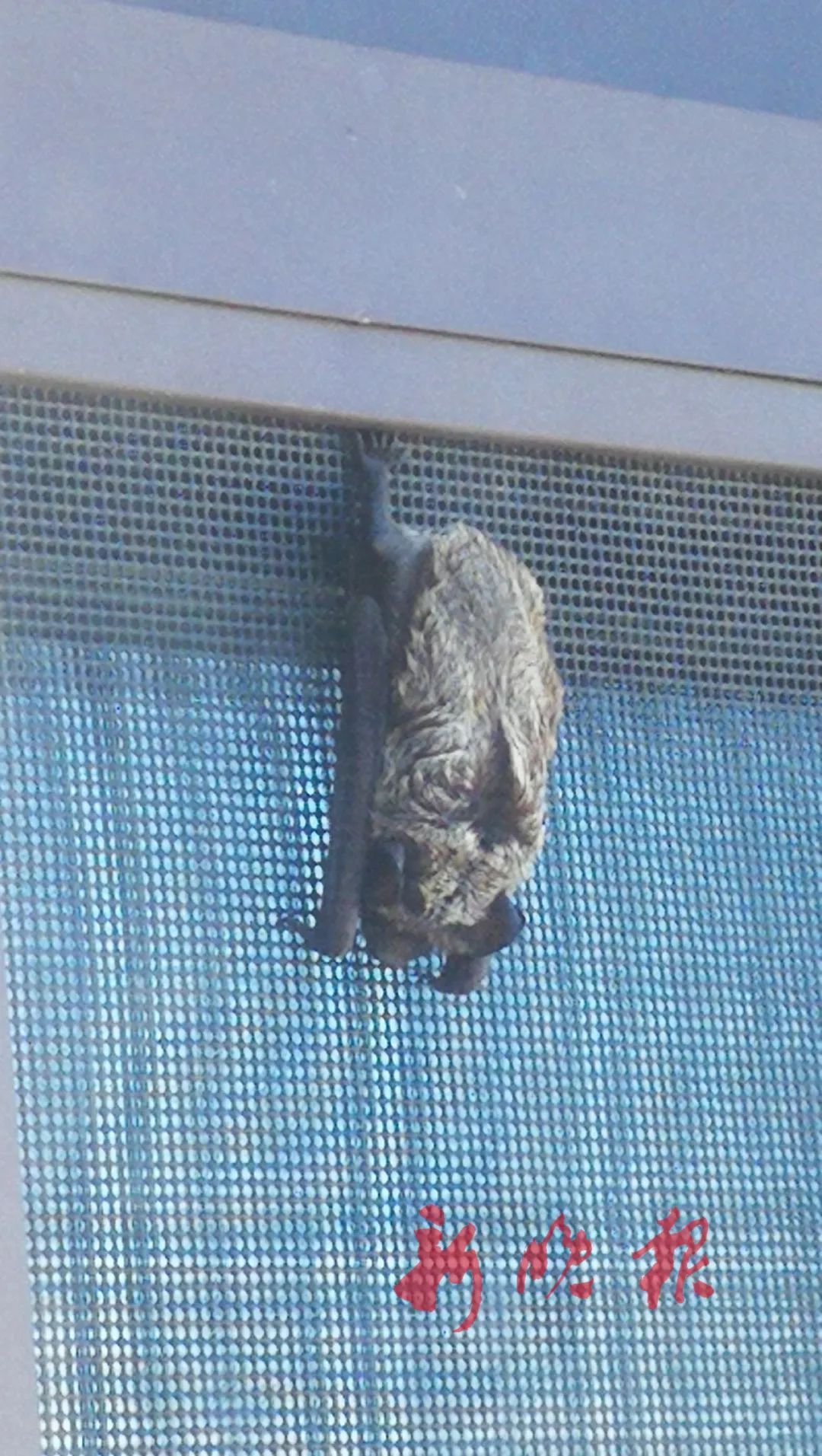  立刻|头皮发麻！自家纱窗上倒挂1只蝙蝠，业主吓得立刻......