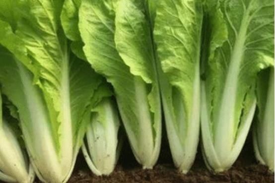 就可以|奶油小白菜吃起来很美味，种植时需要注意这些，一起来看看吧