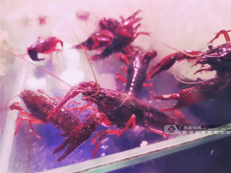  闻网通讯员|吃货哭破音！桂柳高速一货车侧翻，5吨小龙虾洒满地