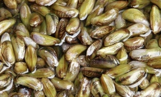 奇鲜|海边人最爱吃4种海鲜,一般人不懂瞧不上,实则是“天下奇鲜”