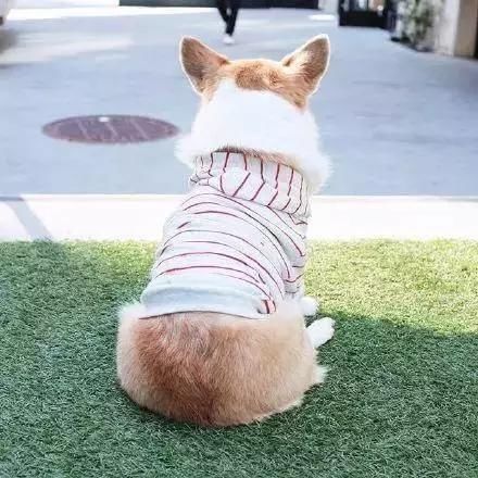 后代|柯基犬的“基因”有多强大？网友：永远都摆脱不了的小短腿！