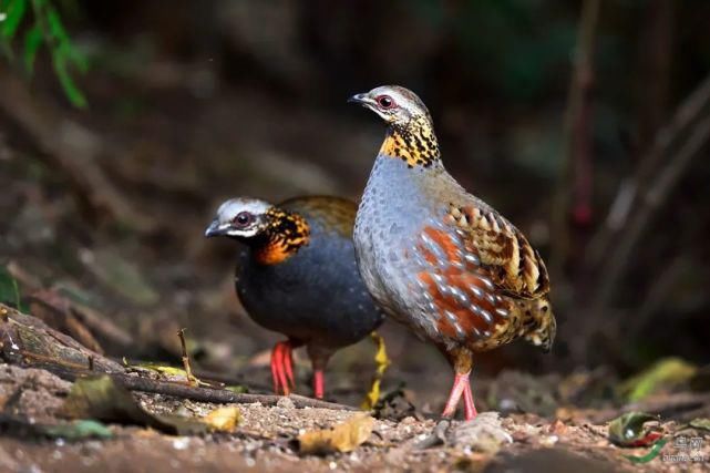  中国|高黎贡山 | 中国五星级观鸟胜地，你知道吗？