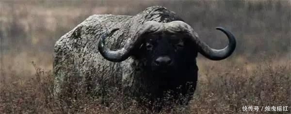 惊讶|盘点19个杀人最多的动物排行榜, 第一位令人惊讶!