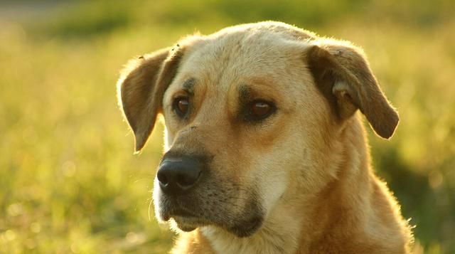  流浪狗|流浪狗，之所以流浪，为何所致