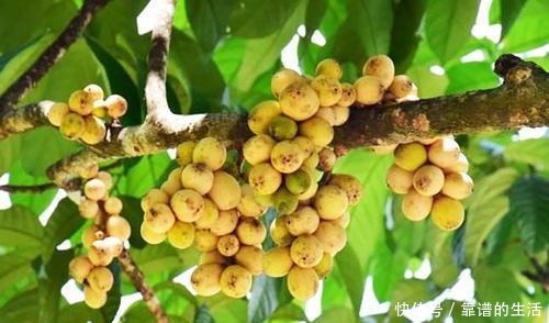 号称|泰国王妃最爱的水果,号称水果公主,尝一次就难忘