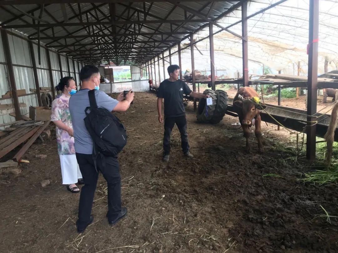 断案|这牛到底是谁的？且看法官断案，“滴血认亲”！