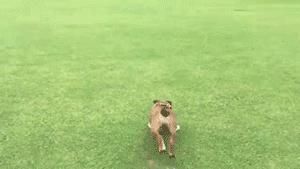 图片|22张图片记录狗狗的日常:第一次吃到了柠檬的狗子