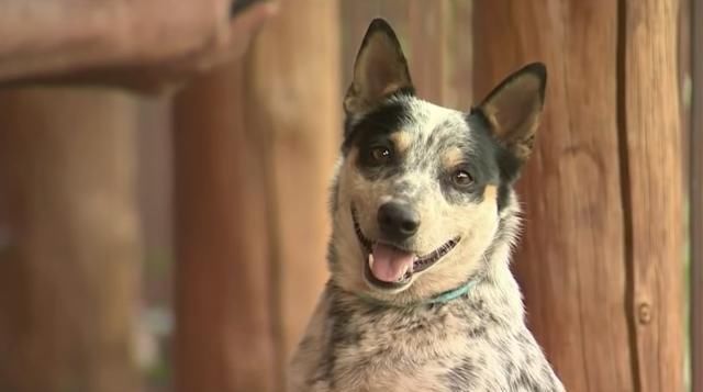  主人|加州男子与他以为在大火中丧生的狗团聚：“我以为看不见它了”