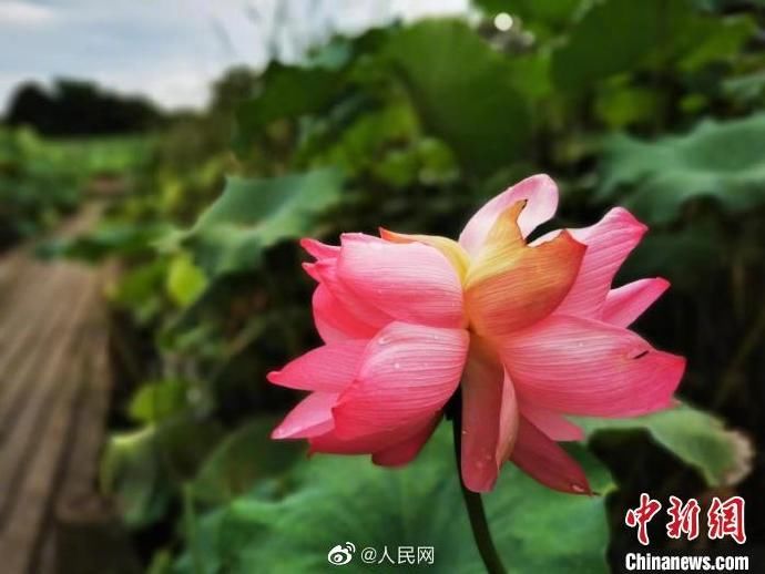 杭州|杭州西溪湿地并蒂莲开花一天就被折