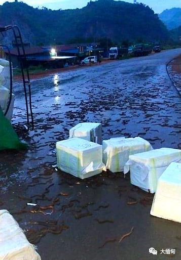  逃亡|黄鳝“大逃亡”！缅甸腊戌有一辆运输黄鳝的车辆出车祸