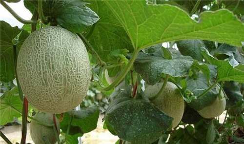 名字|康熙400多年前叫错一水果,至今都没改正,可能你的叫法也错了?