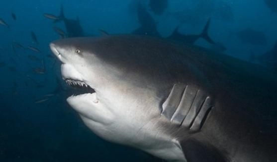 动物学家|地球上最好斗的鲨鱼，大白鲨也不是它的对手，生物学家一致认可