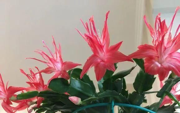 枝头|盆里扔2样东西,养花10年不烂根,叶子油光瓦亮,花苞挂满枝头!