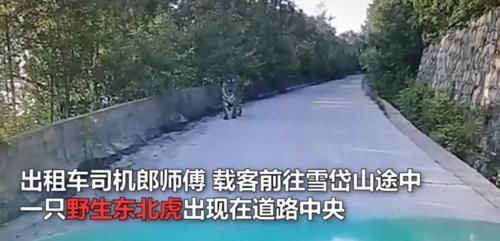 自拍|开车遇到老虎不算啥三名女子赤身遇到黑熊,还拿出手机淡定自拍