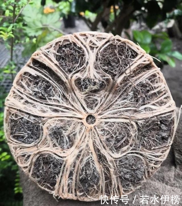  震撼|26张“活久见”的震撼图片，每一张都来之不易