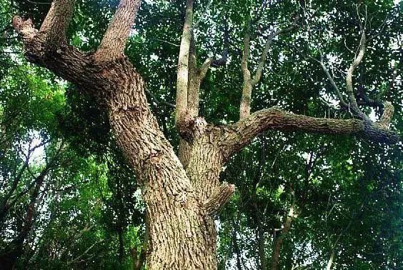 收集|就在明天!海沧 “丰收集”!