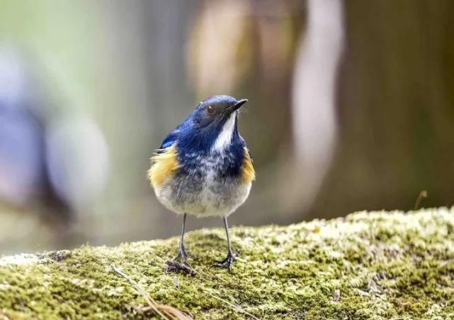  中国|高黎贡山 | 中国五星级观鸟胜地，你知道吗？