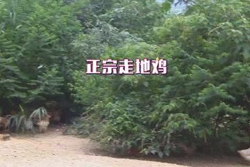 经验|小分队总结出经验，原来中午时候捉鸡最容易！