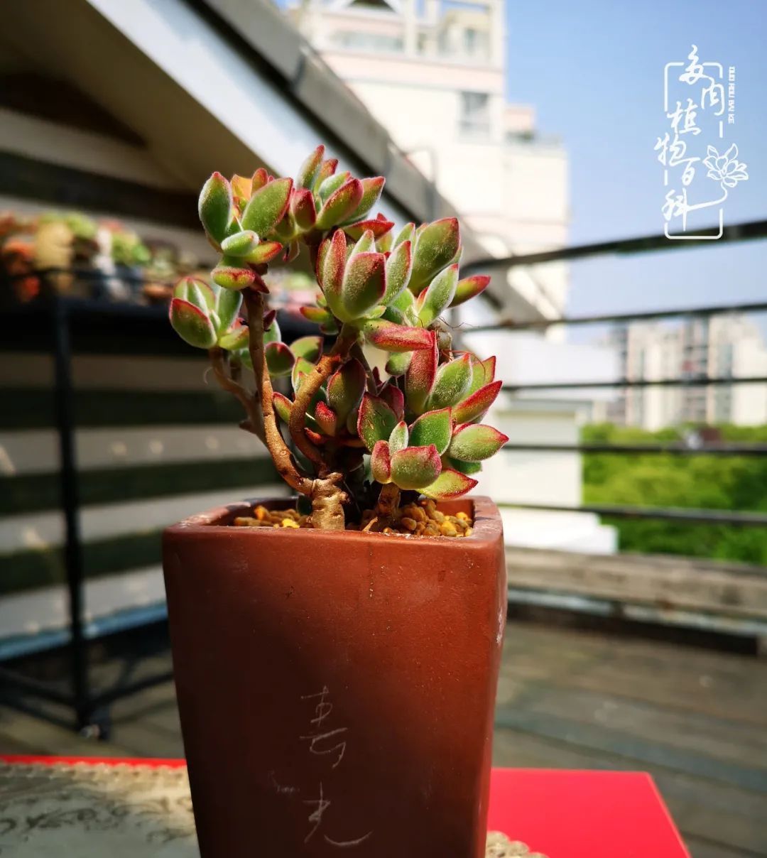  萌化|当粉粉的多肉捧在手心，我体验到了什么叫“萌化了心”