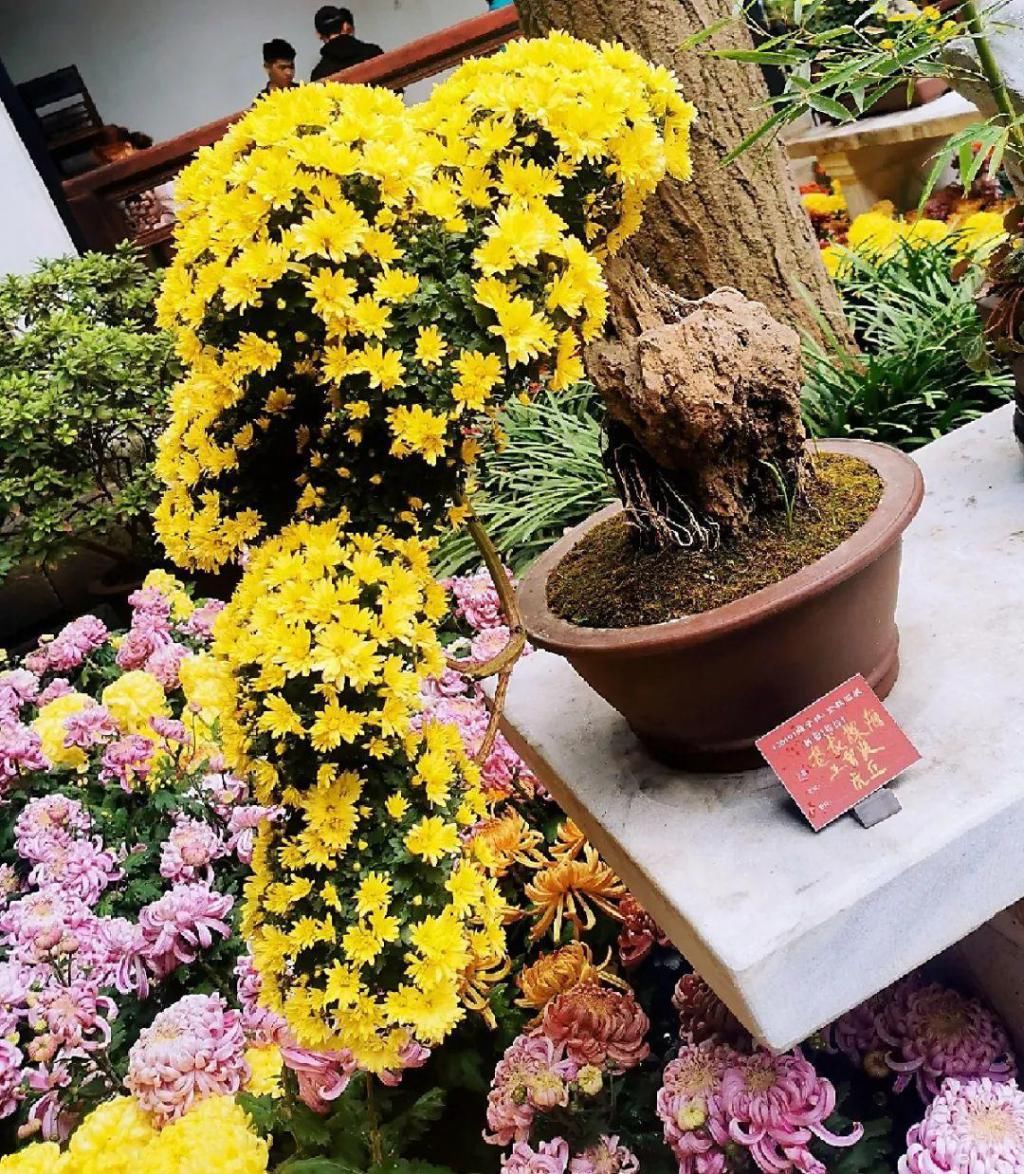 养成|最大的长寿老桩,7年时间,养成盆景!