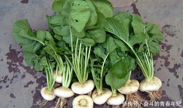 萝卜|常被误以为是萝卜的它,种植超2000年,成我国出口名菜