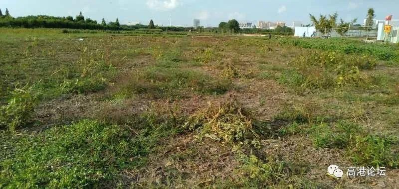 辛苦|无耻小偷！辛苦了数月，丰收成果一夜之间被偷了……