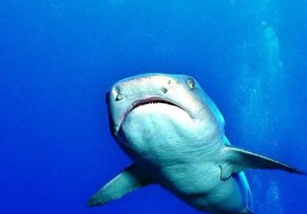 动物学家|地球上最好斗的鲨鱼，大白鲨也不是它的对手，生物学家一致认可