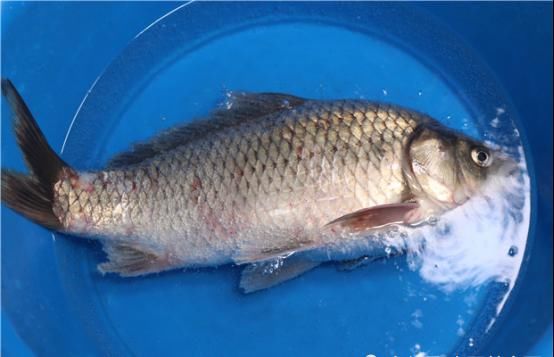  活蹦乱跳|大厨将一大瓶雪碧倒入鱼桶中，不到一分钟，鲫鱼的反应真的绝了