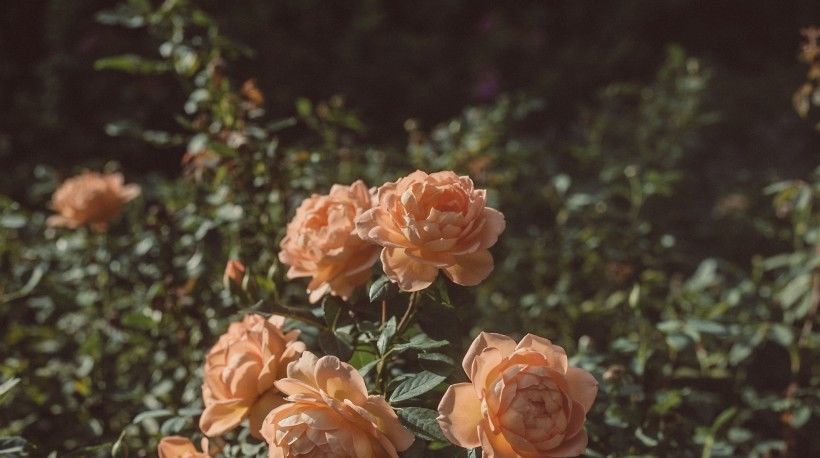  爱情|未来一周，一次遇见你，一生走到底，爱情灿烂夺目的四大生肖！