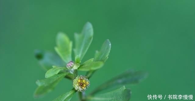 一大|农村里一大害草，却是民间治“鼻炎”良药，人称“鹅不食草”