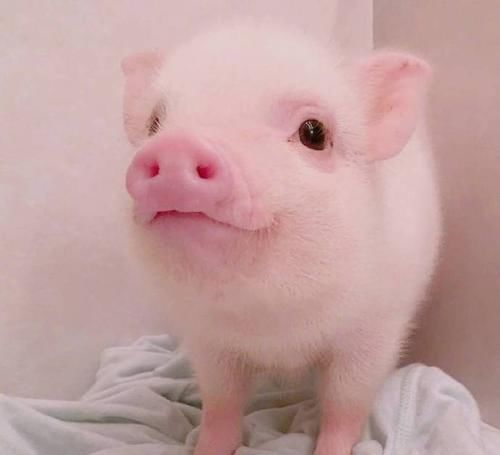  眼里|心理测试：哪只小猪比较可爱？测测你在朋友眼里是什么样的人