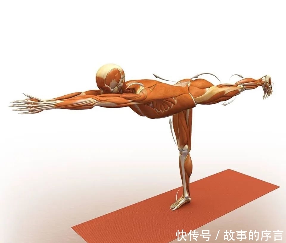  正位|28个常见瑜伽体式解剖图，正位、发力一目了然（收藏级！）