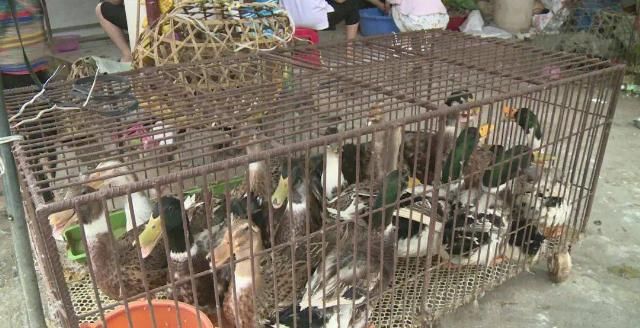 农历七|鸭鸭今天“爆红”环江！中元节你吃什么“鸭”？