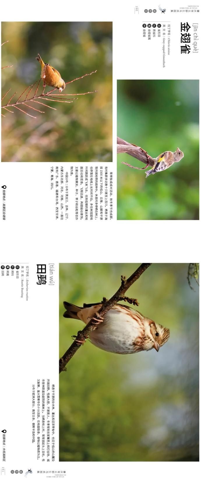 野生鸟类|艺术照曝光!肇庆竟藏有这么多野生“精灵”,很多没见过……