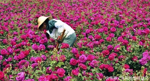 亲情|拿什么表达爱情、亲情和友情鲜花饼,很实用