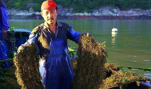 日本|日本人最爱吃的“长寿菜”,我国盛产却没人吃,营养比牛奶还高!