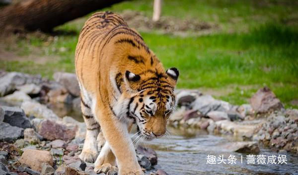  龙生九子|龙生九子，为什么它们长得不一样，它们的母亲都是谁