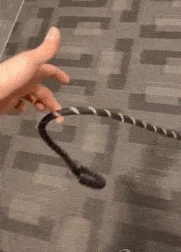 图片|22张图片记录狗狗的日常:第一次吃到了柠檬的狗子