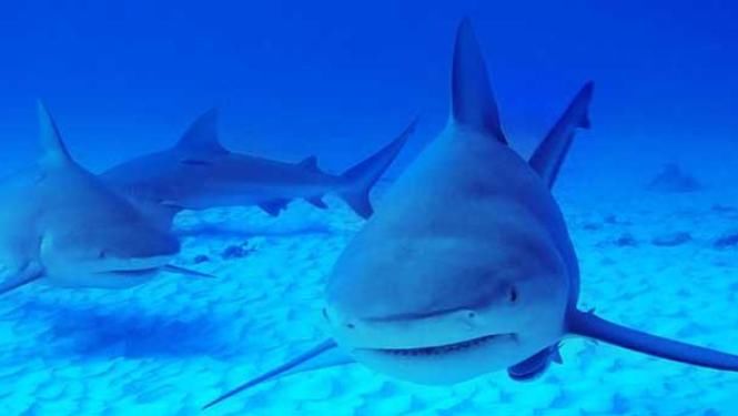 动物学家|地球上最好斗的鲨鱼，大白鲨也不是它的对手，生物学家一致认可