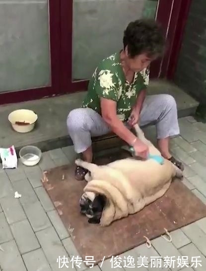 再见|巴哥犬带回老家,交给奶奶养了六个月,再见时主人怀疑养了只假狗