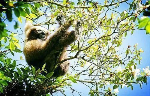  中国|高黎贡山 | 中国五星级观鸟胜地，你知道吗？