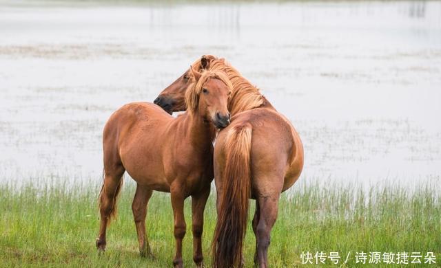 猪肉|有吃猪肉,羊肉,牛肉,为啥没人吃马肉看后才知,原因很真实