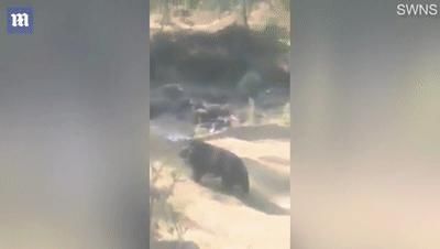  男子|印度55岁男子上班途中遭黑熊＂熊抱＂被严重抓伤 幸得路人相救