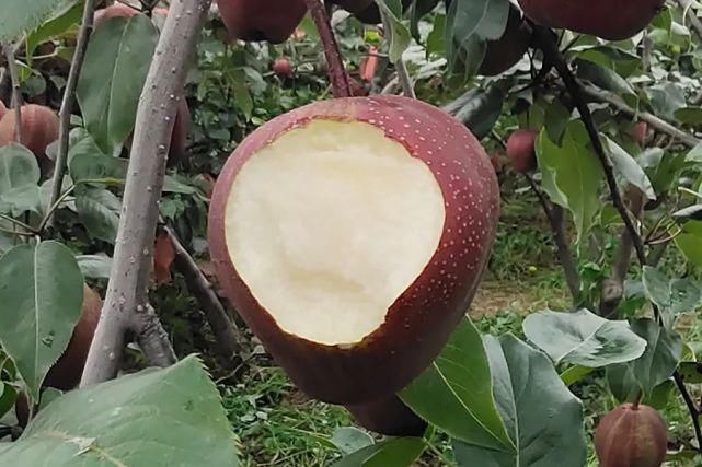  彩虹梨|这款“天然矿泉水”现在正当季！脆甜爽口会爆汁，馋到舔鼻尖的解暑好物~