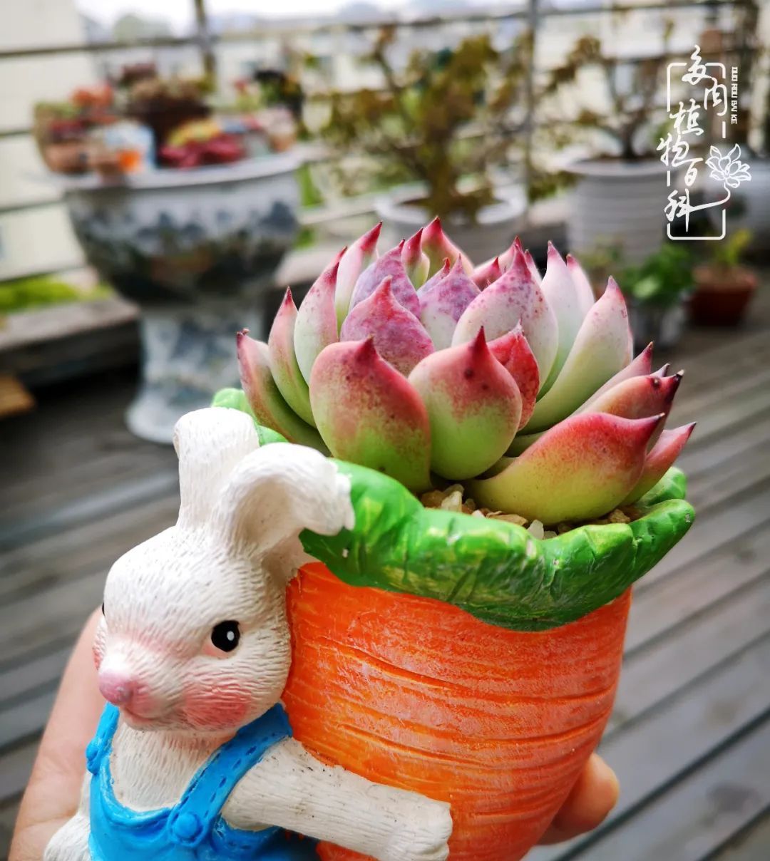  萌化|当粉粉的多肉捧在手心，我体验到了什么叫“萌化了心”